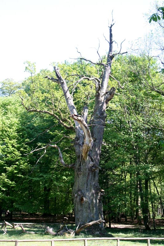 Killikus&reg; Fotographie